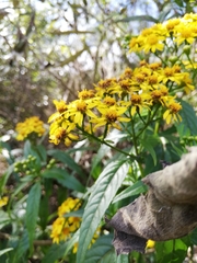 Tetrachyron manicatum