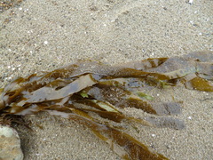 Dictyota kunthii