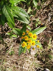 Tetrachyron manicatum