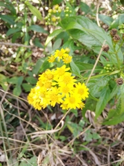 Tetrachyron manicatum