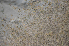 Brickellia desertorum