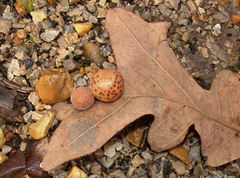 Atrusca quercuscentricola