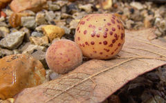 Atrusca quercuscentricola