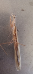 Bistanta mexicana