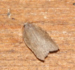 Acleris effractana