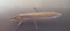 Bistanta mexicana