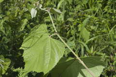 Tilia mandshurica
