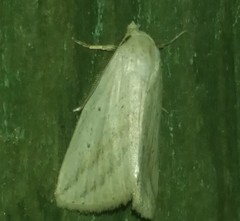 Amolita obliqua