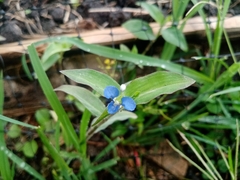 Commelinaceae