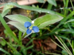 Commelinaceae
