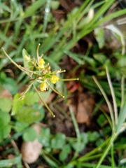 Magnoliopsida