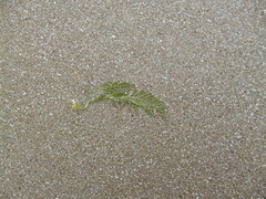 Caulerpa articulata