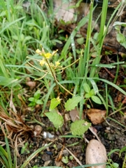 Magnoliopsida