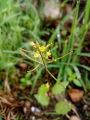 Magnoliopsida