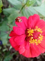 Harmonia axyridis