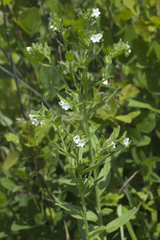 Lithospermum erythrorhizon