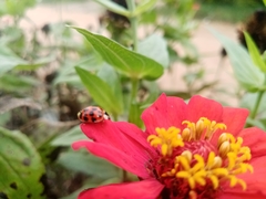 Harmonia axyridis