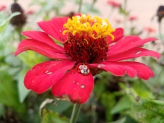 Harmonia axyridis