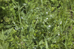 Lithospermum erythrorhizon