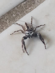 Menemerus bivittatus