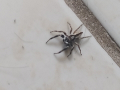 Menemerus bivittatus