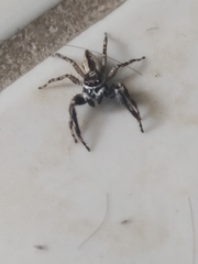 Menemerus bivittatus