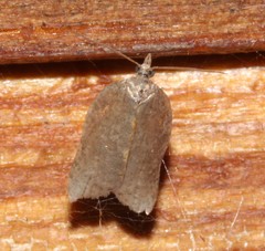 Acleris effractana