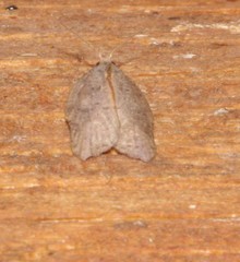 Acleris effractana