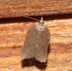 Acleris effractana