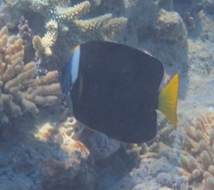 Chaetodontoplus meredithi