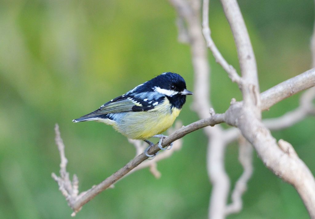 Yellow-bellied Tit (Periparus venustulus) photo
