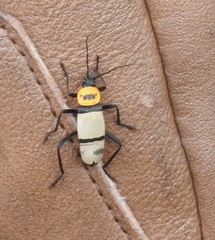 Chauliognathus nigrocinctus