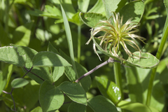 Clematis fusca