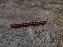 Helicorthomorpha
