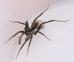 Pardosa pauxilla