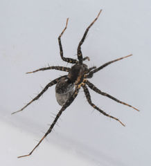 Pardosa pauxilla