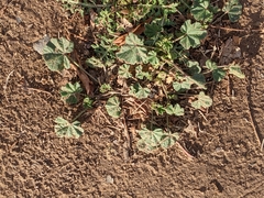 Malva parviflora