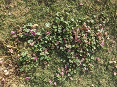 Malva parviflora