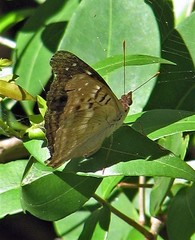 Doxocopa laurentia laurentia