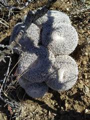 Mammillaria perbella