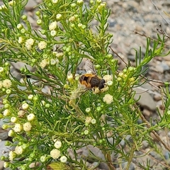 Eristalis bogotensis