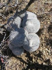 Mammillaria perbella
