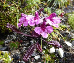Pedicularis roylei