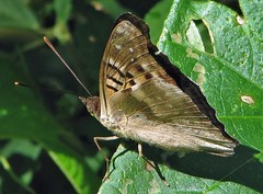 Doxocopa laurentia laurentia