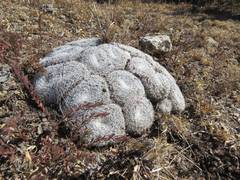 Mammillaria perbella