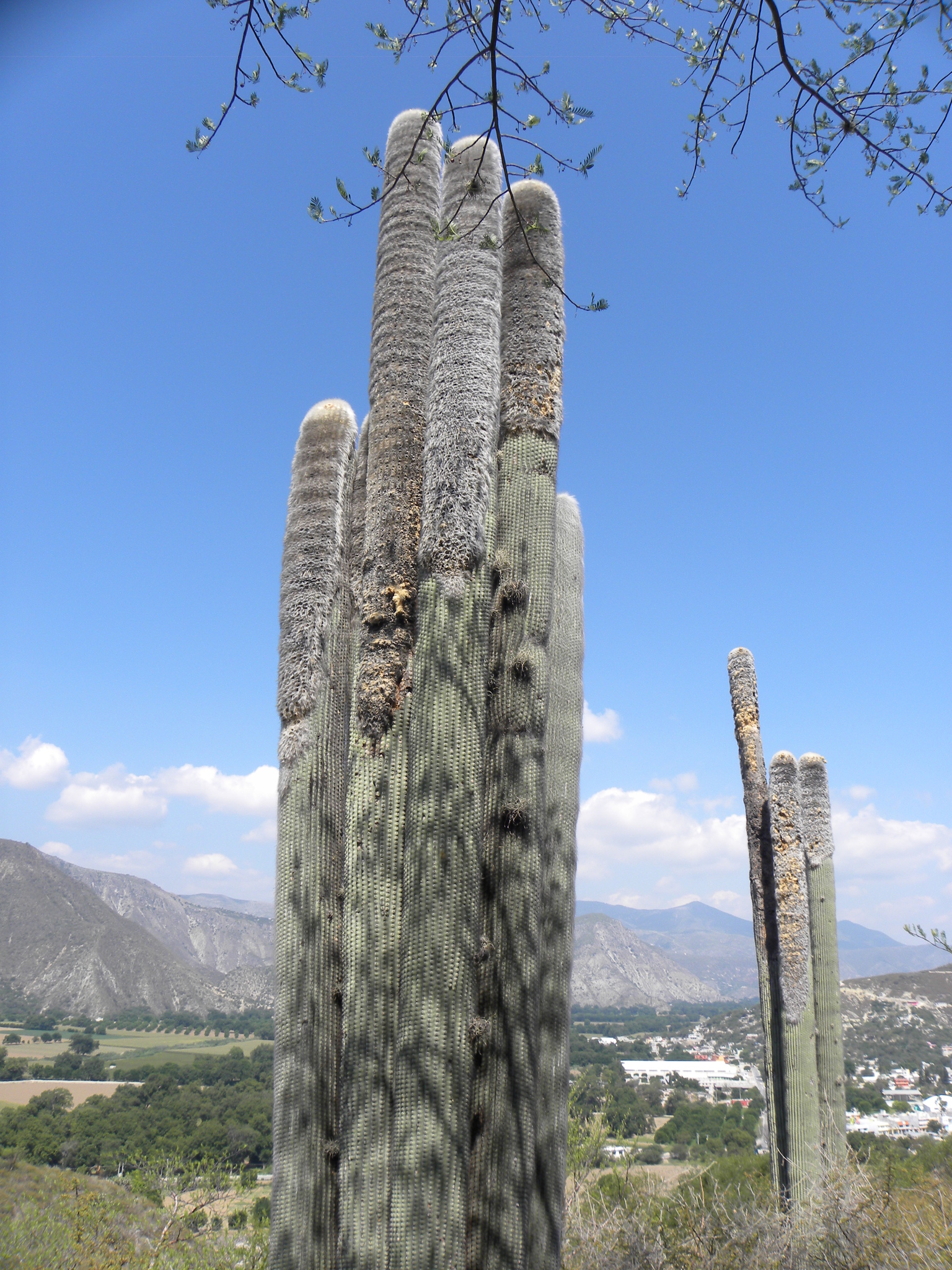 Cephalocereus