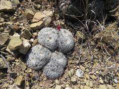 Mammillaria perbella