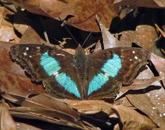 Doxocopa laurentia laurentia