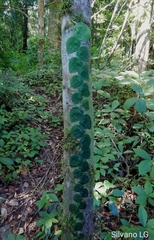 Monstera tuberculata