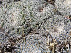 Mammillaria perbella